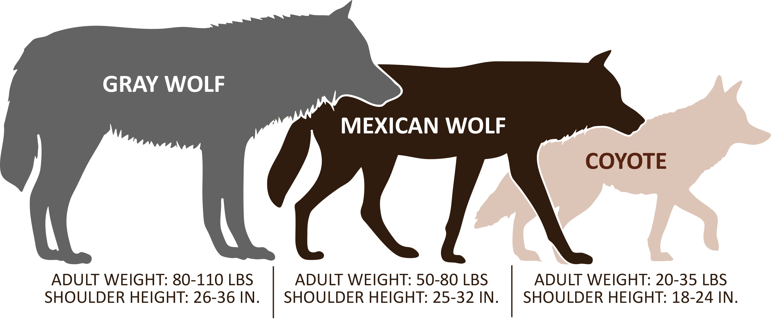 2025 Wolf - Coyote Scale 2500x