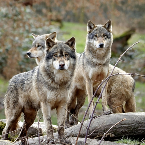 Wolves Among Us - Wolf IMG2 500x500