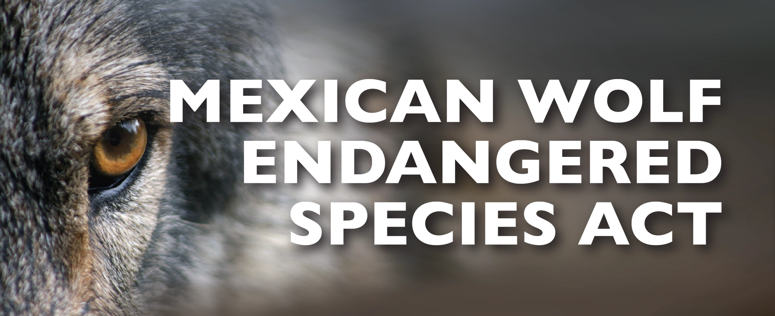 2025 Wolves Among Us - Endangered Species Act Graphic 2500x