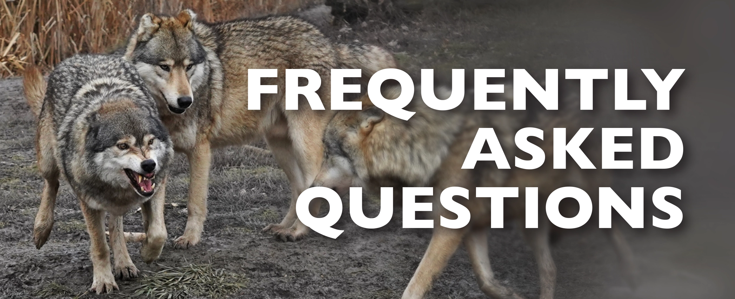 2025 Wolves Among Us - FAQ Graphic 2500x