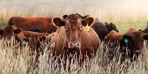 Wolves Among Us - Cows 250x500