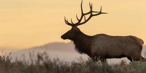 Wolves Among Us - Elk 250x500
