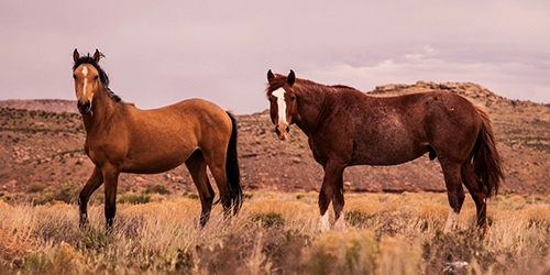 Wolves Among Us - Horses 250x500