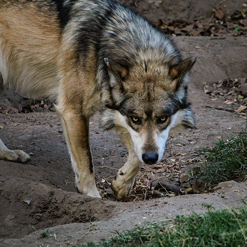 Wolves Among Us - Wolf IMG1 500x500