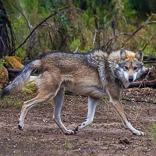 Wolves Among Us - Wolf IMG3 500x500